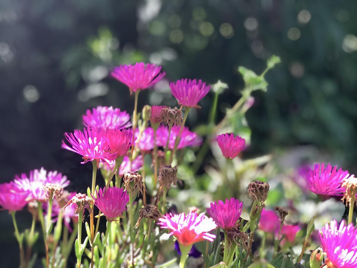 מלון ארקוויפה Grace Valley מראה חיצוני תמונה